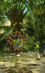 A Cocoanut Tree