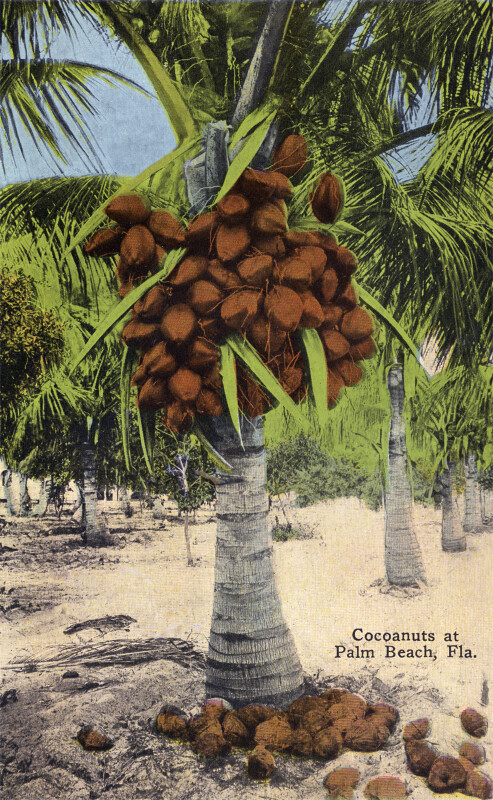 A Coconut Palm