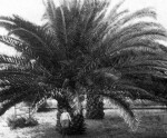 A Couple of Date Palms