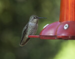 A Female Hummingbird Perched on a Bird Feeder