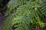 A Fern in Hetch Hetchy Valley