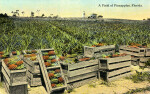 A Field of Pineapples in Florida