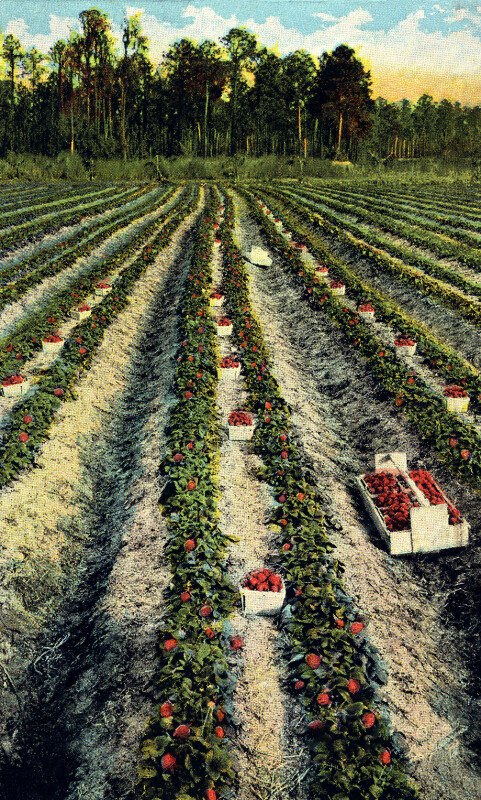 A Field of Strawberries in Florida