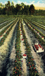 A Field of Strawberries in Florida