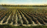 A Field of Tomatoes in Florida