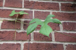 A Five-Lobed Leaf