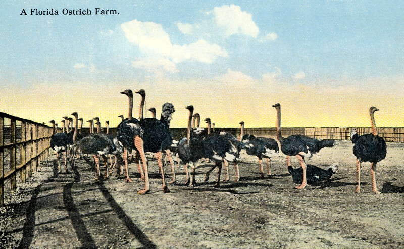 A Florida Ostrich Farm
