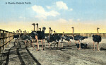 A Florida Ostrich Farm