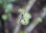 A Golden Silk Orb-Weaver in its Web