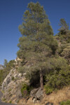 A Gray Pine on a Slope