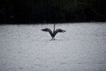 A Great Blue Heron Wings Spread