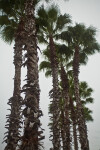 A Group of Palm Trees