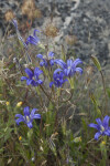 A Group of Purple Wildflowers