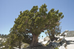 A Jeffrey Pine