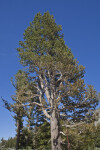 A Lodgepole Pine in Tuolumne Meadow