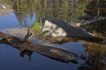 A Log Floating in a Lake