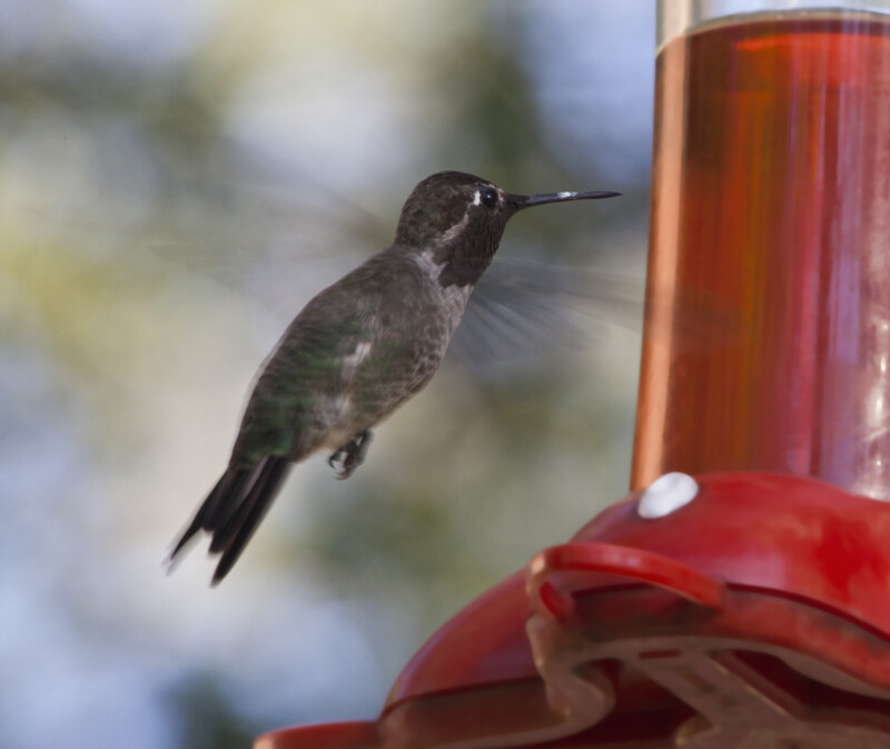 A Male Hummingbird with Wings on the Downbeat