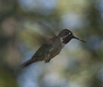 A Male Hummingbird with Wings on the Upbeat