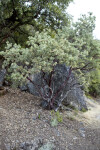 A Manzanita Growing near a Rock