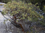 A Manzanita Shrub Growing in the Rocks