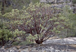 A Manzanita Shrub with a Backdrop of Granite