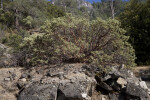 A Manzanita Shrub