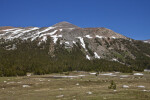 A Meadow near Mount Dana