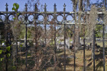 A Metal Fence Draped with Spanish Moss