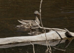 A Mother Duck with Her Growing Ducklings