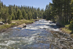 A Mountain Stream in a Pine Forest