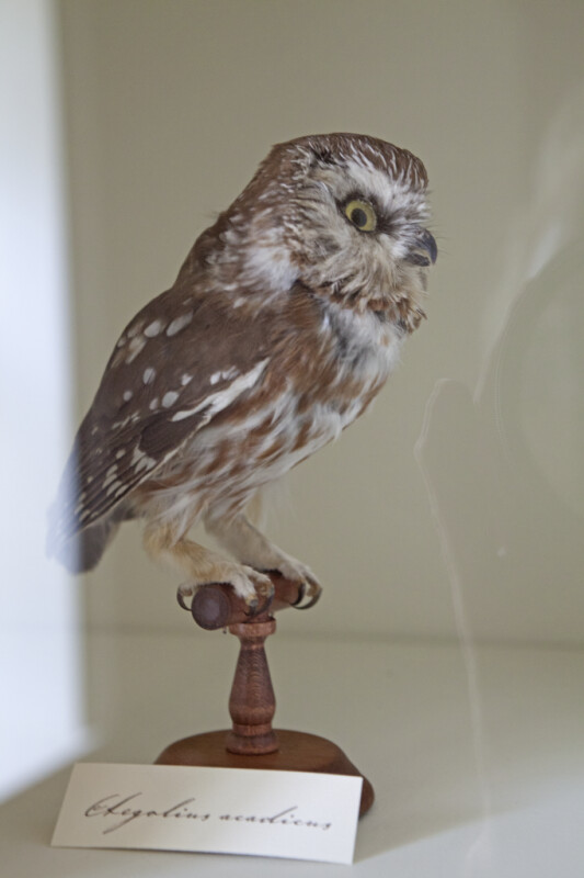 A Northern Saw-whet Owl