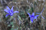 A Pair of Purple Wildflowers