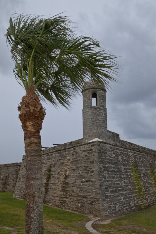 A Palm Tree near the Northeastern Bastion of Castillo de San Marcos