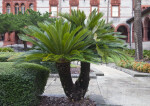 A Palm Tree with Two Trunks