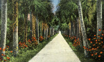 A Palm Walk