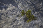 A Patch of Moss on a Rock