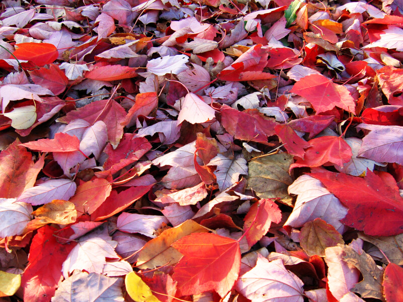 A Pile of Red Autumn Leaves