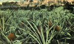 A Pineapple Field in Florida