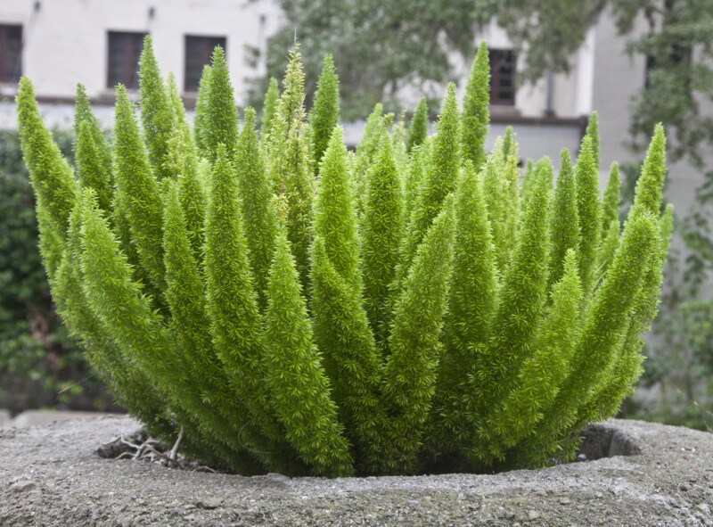 A Plant in a Coquina Planter