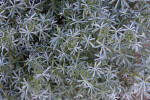 A Plant in the Hetch Hetchy Valley