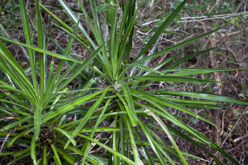 A Plant with Long, Thin Leaves