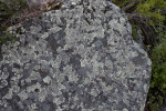 A Rock That Has Been Heavily Colonized by Lichen Thalli