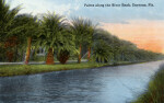 A Row of Palms Along the River Bank