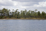 A Row of Pine Trees on the Shore of Long Pine Key