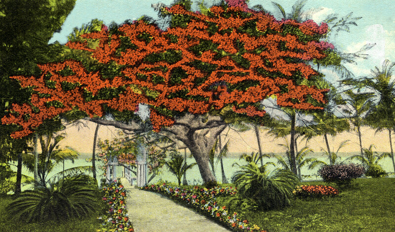 A Royal Poinciana Tree, Riter Estate Grounds, Palm Beach, Florida
