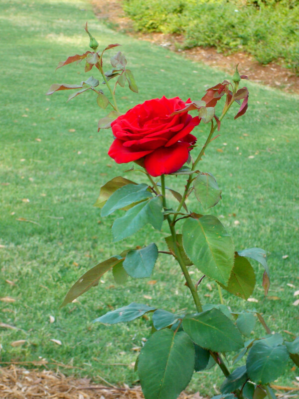 A Single Rose