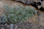 A Small, Green Plant