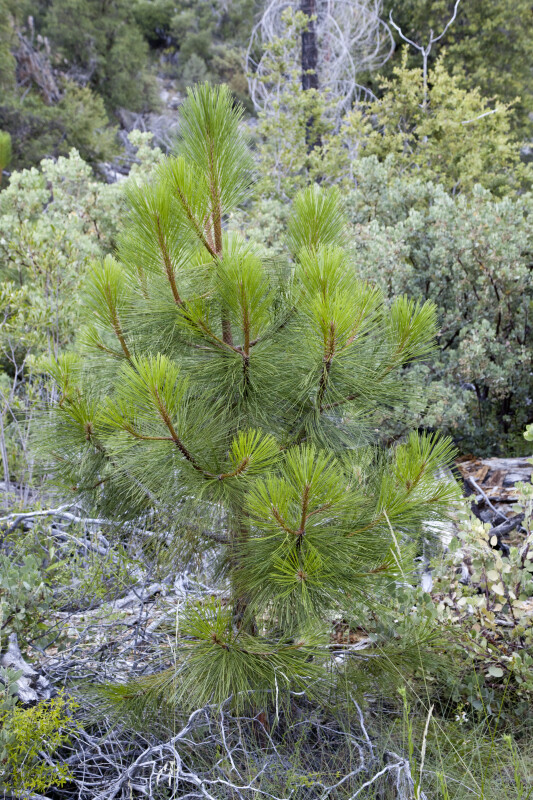 A Small Pine Tree in the Hetch Hetchy Valley