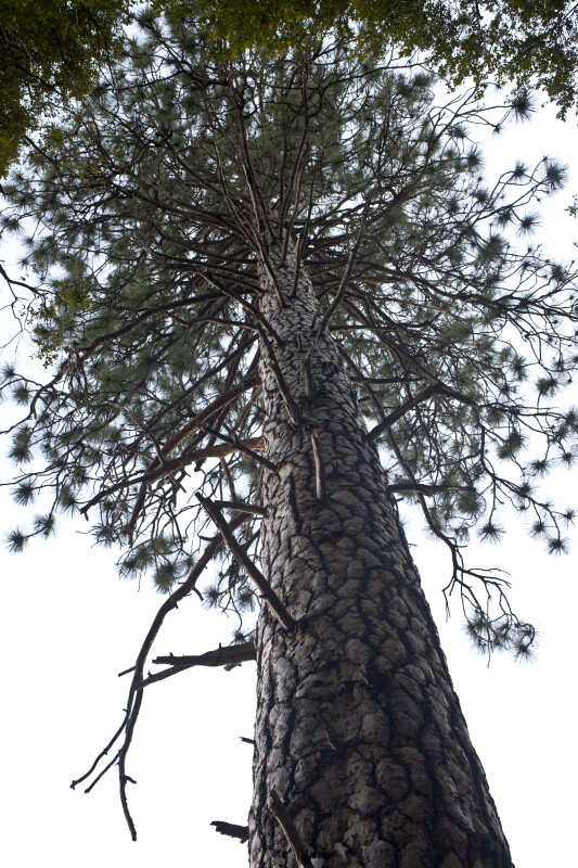 A Tall Pine Tree
