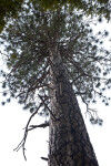 A Tall Pine Tree